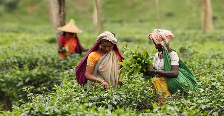 চা শ্রমিকদের মজুরি ১৪৫ টাকা নির্ধারণ, কর্মবিরতি প্রত্যাহার