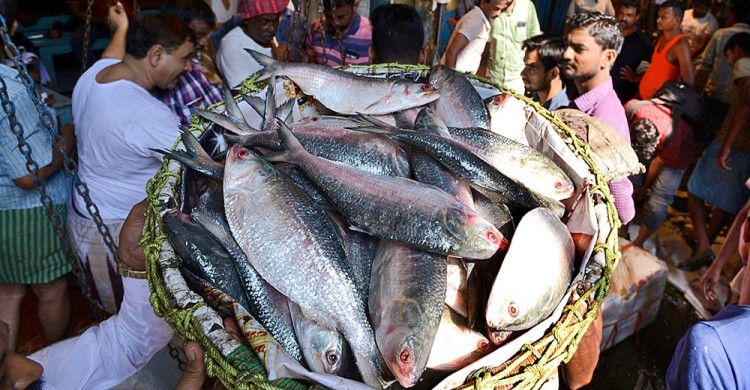 ভারতে ইলিশ রপ্তানি বন্ধে আইনি নোটিশ