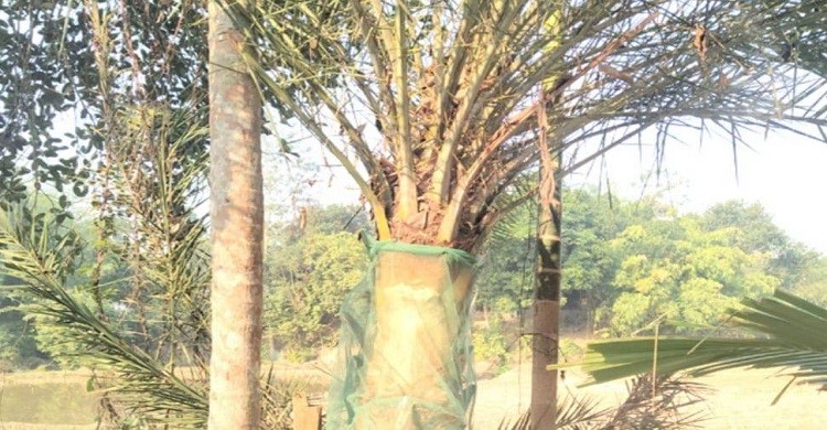 পাহাড়ে বেড়েছে খেজুর রসের চাহিদা, ব্যস্ত সময় পার গাছিদের