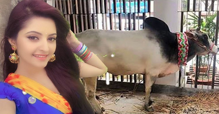 পরীমনি এবছর এফডিসিতে কোরবানি দেবেন না