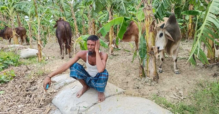 পদ্মায় ডুবে যাওয়া ট্রলারের ১৯ গরু উদ্ধার