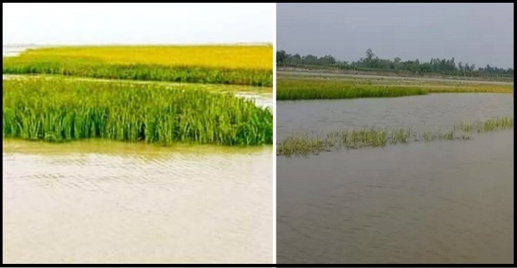 যমুনায় ৩ দফা পানি বৃদ্ধি,  ফসল নষ্ট ৫ কোটি টাকার