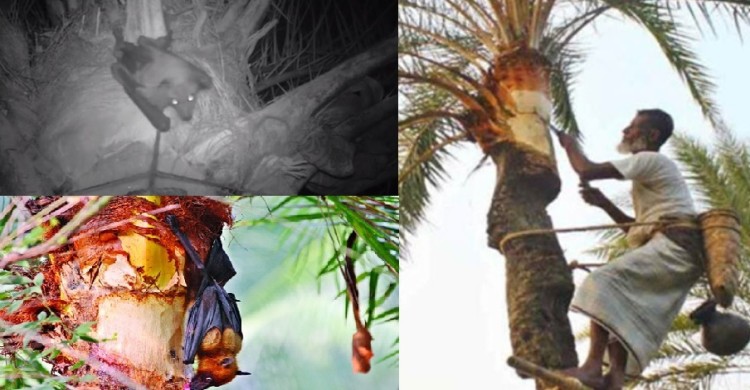 খেজুরের কাঁচা রস খাওয়া যাবে না: আইইডিসিআর