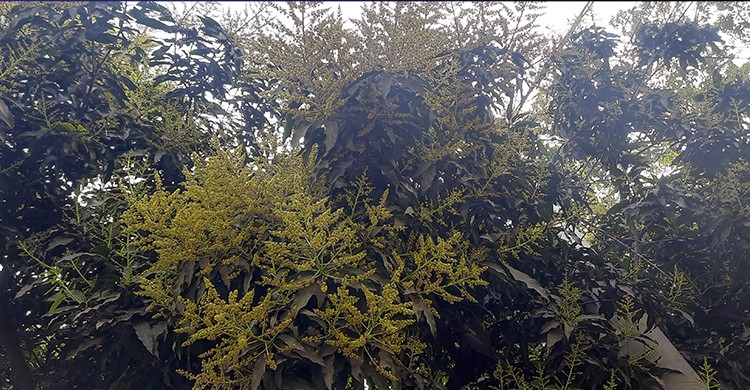 বসন্তের আগমনী বার্তা হিসেবে আমের মুকুল