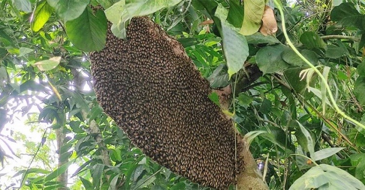 সুন্দরবনে মধু আহরণ শুরু আজ