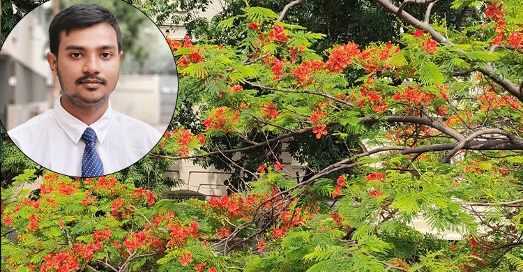 কৃষ্ণচূড়ার রক্তিম আভায় সেজেছে জবি ক্যাম্পাস