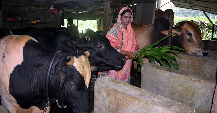 রংপুর বিভাগে প্রায় ১৩ লাখ চাহিদার বিপরীতে ২১ লাখের বেশী কোরবানির পশু প্রস্তুত
