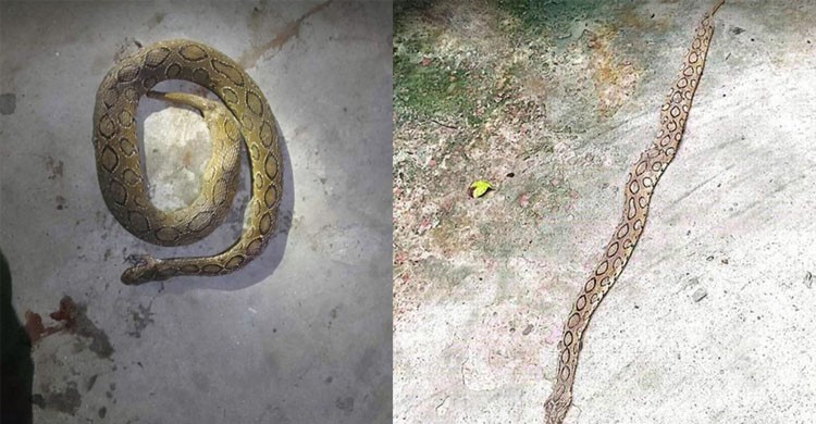 থানার ওয়াশরুমে রাসেলস ভাইপার, আতঙ্কে পুলিশ সদস্যরা