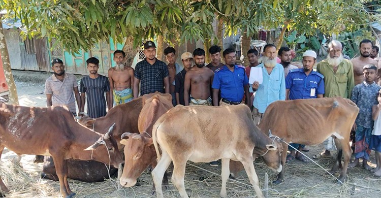 বাউফলে ছয়টি চোরাই গরু উদ্ধার