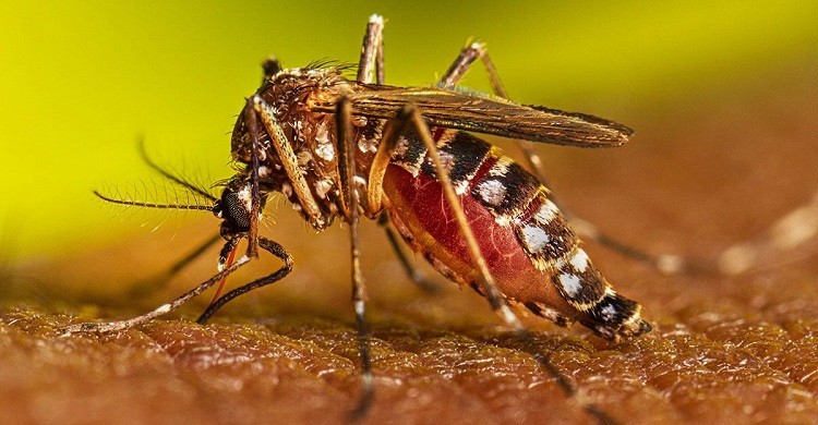 ডেঙ্গুতে মৃত্যু ২, হাসপাতালে ভর্তি ৭০
