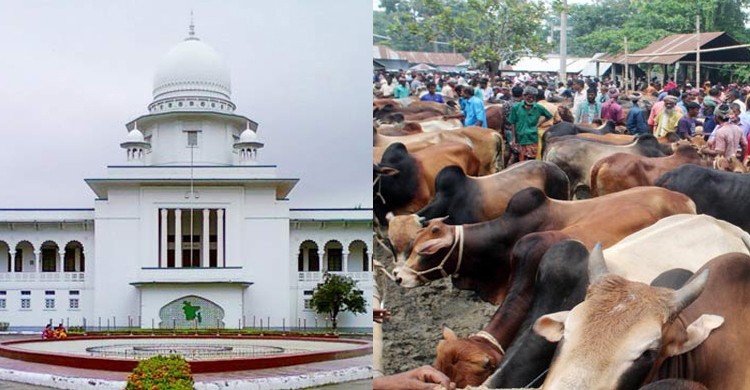 ‘মেরাদিয়ায় কোরবানির পশুর হাট বসানো যাবে না’