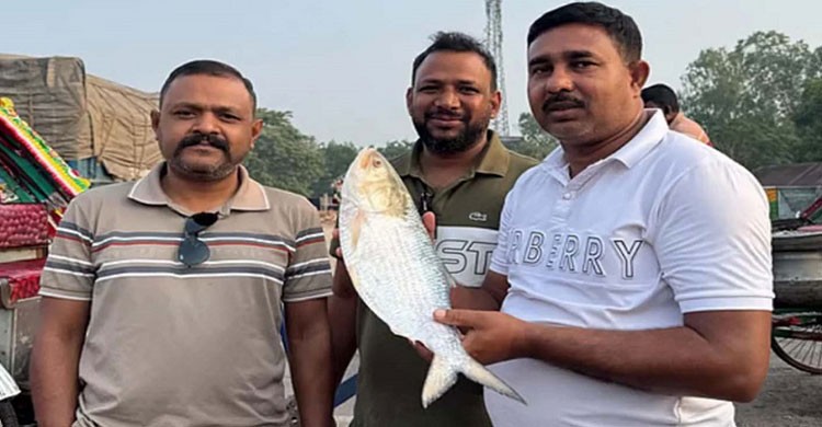 পদ্মার এক ইলিশ  বিক্রি হলো সাড়ে ৮ হাজার টাকায়