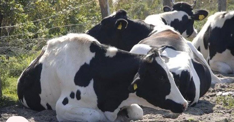 ভারত সীমান্তে বাংলাদেশিদের গরু আটকে রেখেছে বিএসএফ