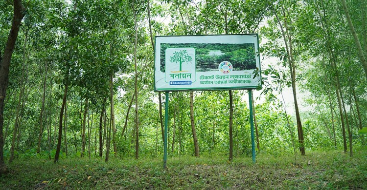 সবুজ বাংলাদেশের স্বপ্ন সারথি: বনায়নের চার দশকের অগ্রযাত্রা