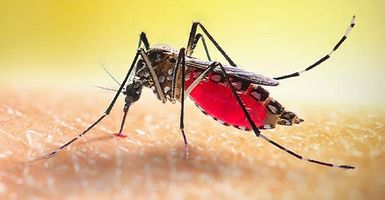 ডেঙ্গুতে আরও ২ জনের মৃত্যু