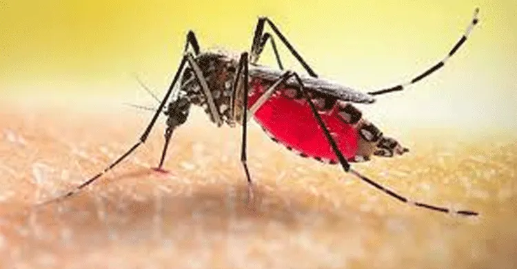 ডেঙ্গুতে আরও ২ জনের মৃত্যু, ভর্তি ৩৩০ জন