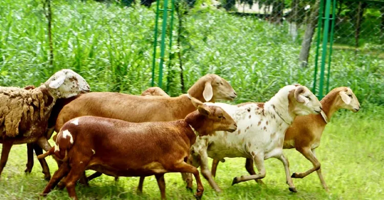 চুয়াডাঙ্গায় কৃত্রিম মরুভূমিতে বেড়ে উঠছে দুম্বা