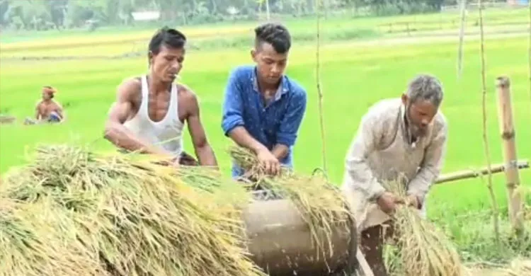 নেত্রকোণায় আউশ ধানের ভালো ফলন, দ্বিগুণেরও বেশি জমিতে আবাদ