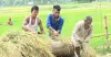 নেত্রকোণায় আউশ ধানের ভালো ফলন, দ্বিগুণেরও বেশি জমিতে আবাদ