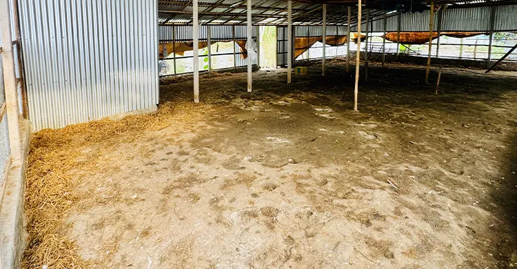 সিংড়ায় হাঁসের খামারে হামলা ও লুট, ৮০০ শত হাঁস নিয়ে গেল দুর্বৃত্তরা