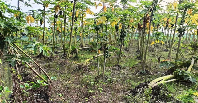 অতিবৃষ্টিতে চুয়াডাঙ্গায় ৮৭২ হেক্টর জমির ফসল ক্ষতিগ্রস্ত