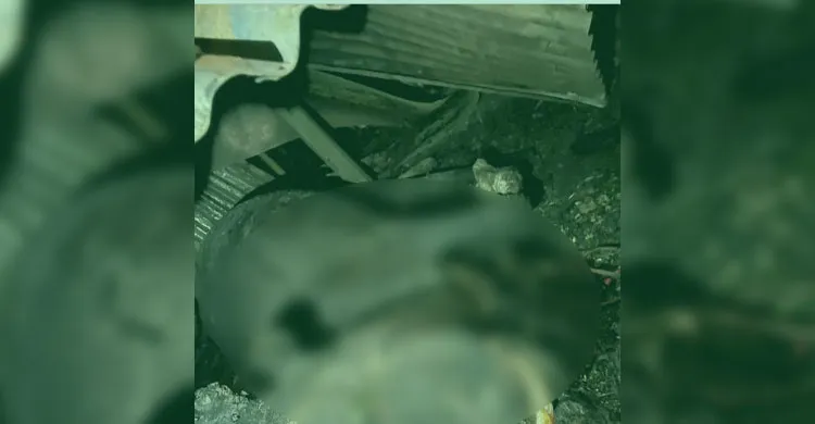 বগুড়ায় কয়েল থেকে ভয়াবহ আগুন: গরু-ছাগল পুড়ে অঙ্গার