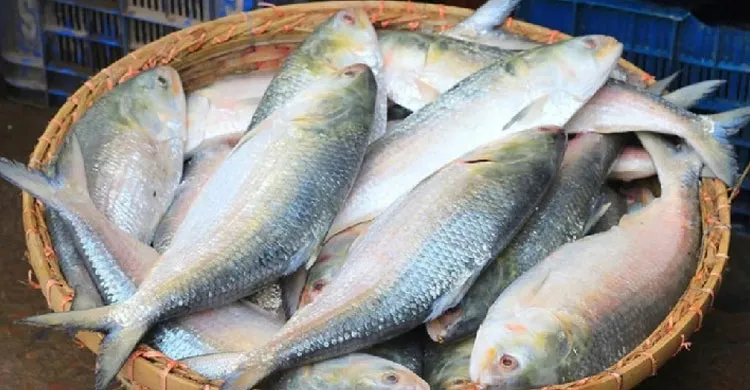 দুর্গাপূজা উপলক্ষে ভারতে ১২শ মেট্রিক টন ইলিশ রপ্তানি