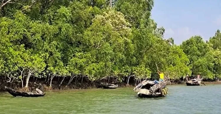 সুন্দরবনে অবৈধ অনুপ্রবেশ ঠেকাতে বনবিভাগের চিরুনি অভিযান