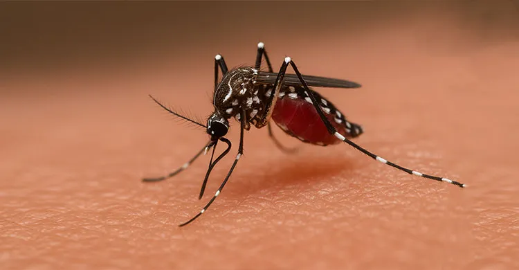 ডেঙ্গুতে আরও ৫ জনের মৃত্যু, হাসপাতালে ভর্তি ৬৩৬