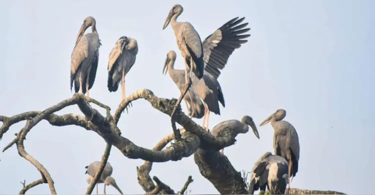 বিহারহাটে হাজার হাজার পাখির নিরাপদ আশ্রয়ের দৃষ্টান্ত স্থাপন