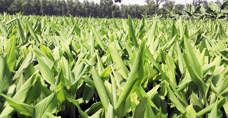 টাঙ্গাইলে হলুদে সুদিনের স্বপ্ন দেখছে কৃষক