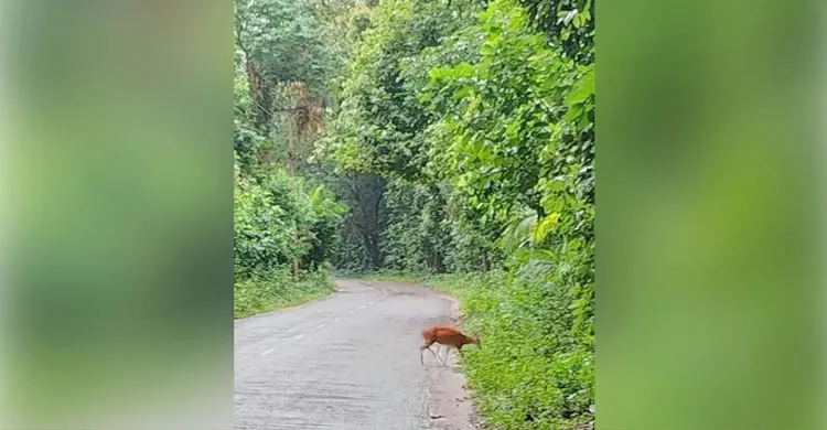 চুনারুঘাটের সাতছড়ি জাতীয় উদ্যানে মায়া হরিণের দেখা