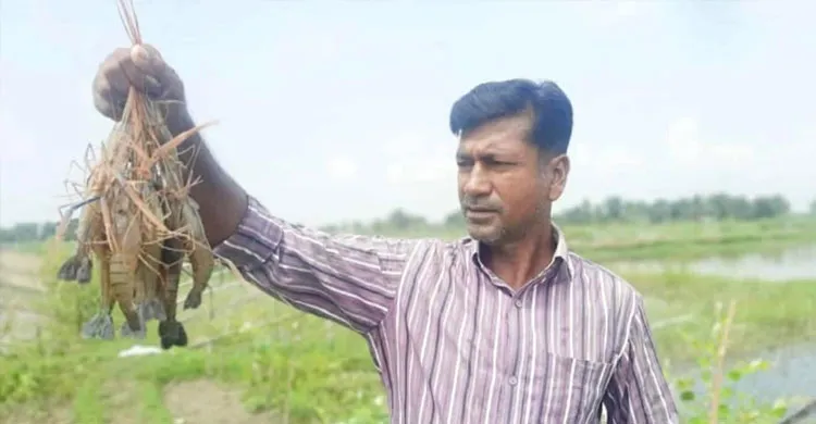 সাতক্ষীরা দেবহাটায় চিংড়ি চাষে আমিরুলের ভাগ্য বদলে গেছে