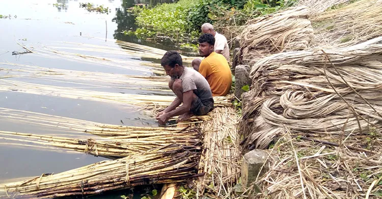 ফুলবাড়ীতে পাটের ভালো দাম পেয়ে খুশি পাট চাষিরা
