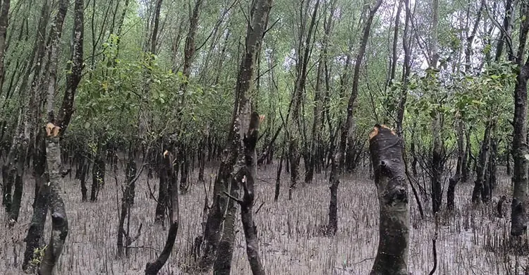 গাছ কেটে উজাড় করছে খোলপেটুয়ার চর বনায়ন, হুমকিতে উপকূল