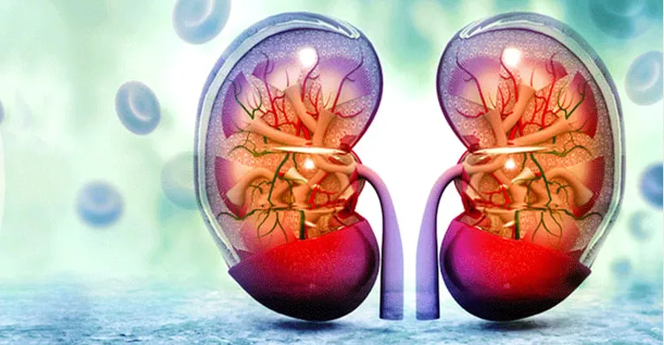 দৈনন্দিন সাত অভ্যাসে নীরবে ক্ষতিগ্রস্ত হচ্ছে কিডনি