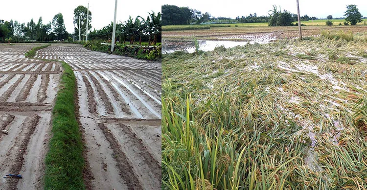 টানা বৃষ্টিপাতে আগাম ধান ও আলুসহ সবজি ক্ষেতের ব্যাপক ক্ষতি