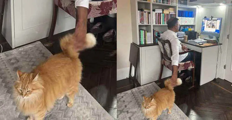 ভাইরাল বিড়াল নিয়ে মুখ খুললেন তারেক রহমান