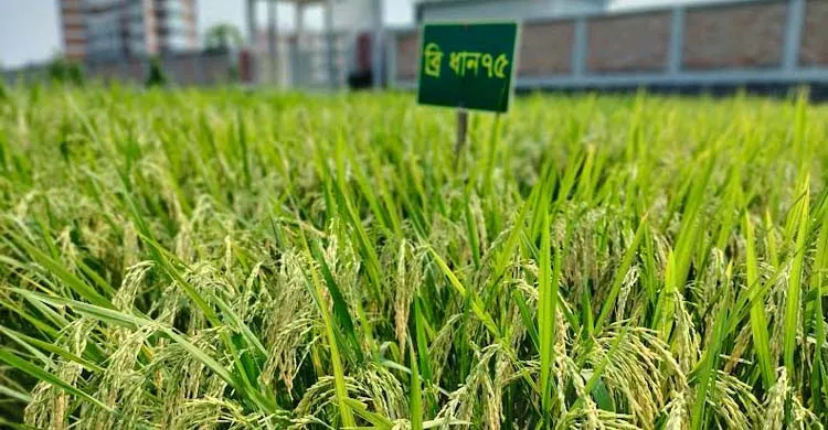 ব্রি ধান-৭৫ চাষে বড় লোকসান, সিংড়ার ২০ কৃষকের মাথায় হাত