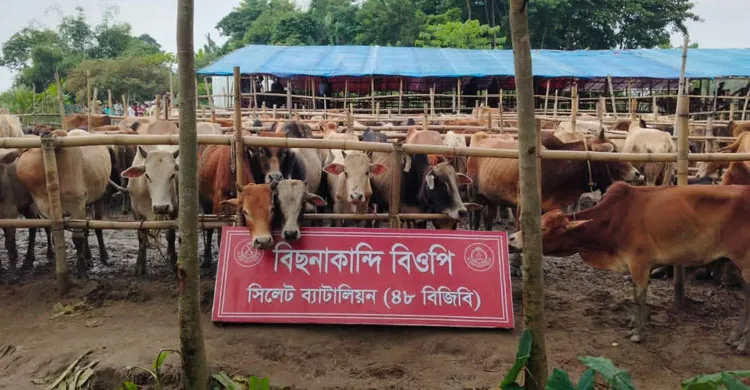 সিলেট সীমান্তে বিজিবির অভিযানে ৩ কোটি টাকার ভারতীয় গরু-মহিষ জব্দ