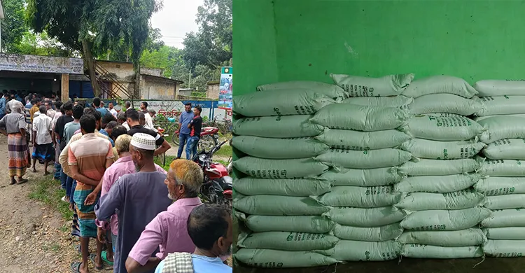 জীবননগরে আমন ও রবি মৌসুমে সারের তীব্র সংকট, বিপাকে কৃষক