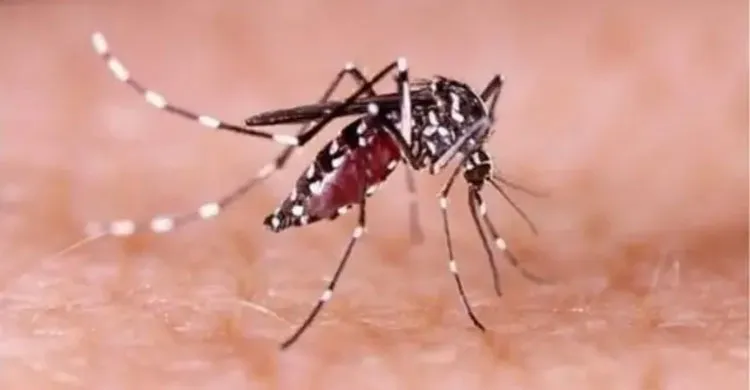 ডেঙ্গুতে আরও ৫ জনের মৃত্যু, হাসপাতালে ভর্তি ৮৪১ জন