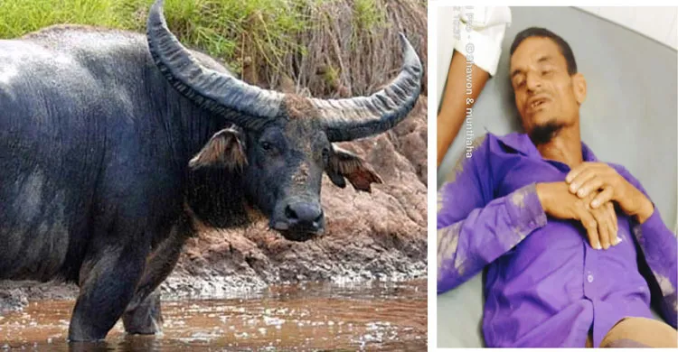 গোয়াইনঘাটে ভারতীয় মহিষের তাণ্ডবে আহত ১৫, আতঙ্কে এলাকাবাসী