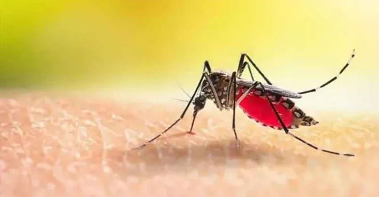 আতঙ্ক ছড়িয়ে যাচ্ছে ডেঙ্গু, একদিনে ৬ জনের মৃত্যু