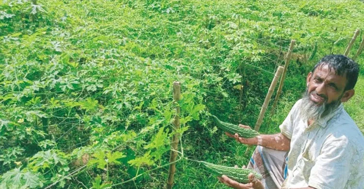 কুমিল্লায় করলা চাষে বাম্পার ফলন, কৃষকদের মুখে হাসি