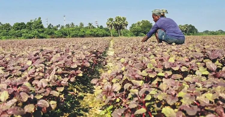 লালশাক চাষে বদলে যাচ্ছে কৃষকের ভাগ্য