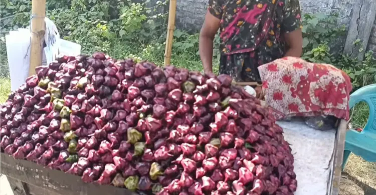 সাতক্ষীরায় পানি ফল চাষে কৃষি বিপ্লব, অর্থনীতিতে বইছে নতুন সুবাতাস