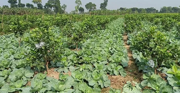 জীবননগরে সাথী ফসল চাষে আগ্রহ বাড়ছে চাষিদের