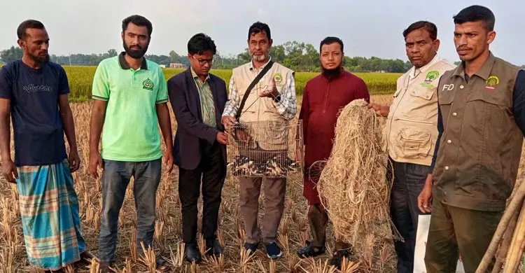 হবিগঞ্জে পাখি শিকারীদের কবল থেকে ৩৫টি ঝুট শালিক উদ্ধার, আকাশে অবমুক্ত
