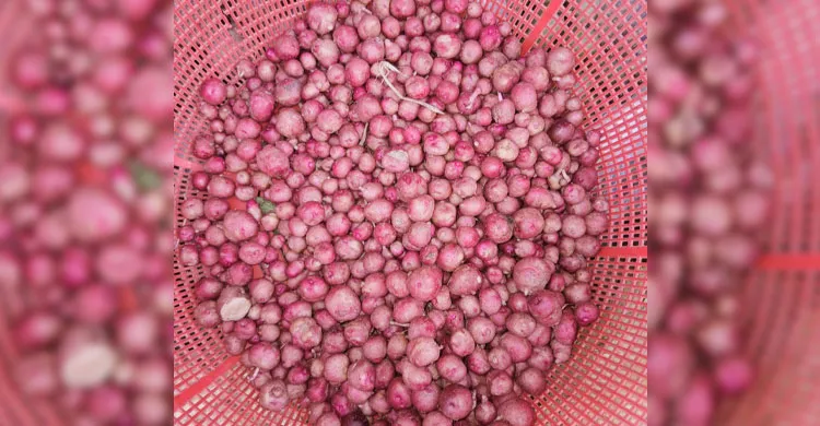 বগুড়ায় নতুন আলুর বাজারে আগুন, প্রতিকেজি ৬০০ টাকা